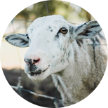 Sheep-Goat